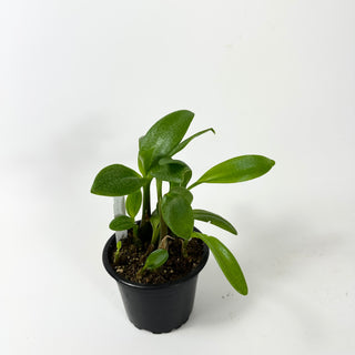 Ledebouria pauciflora