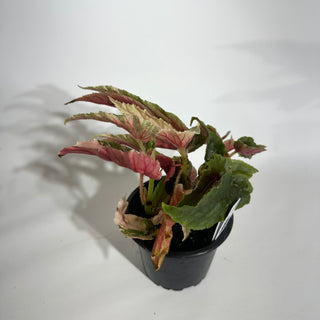 Begonia 'Ginny Galaxy' [#1886]