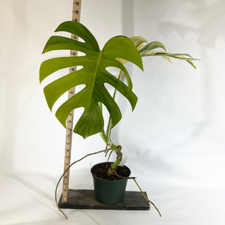Monstera deliciosa 'Marmorata' [#1854]