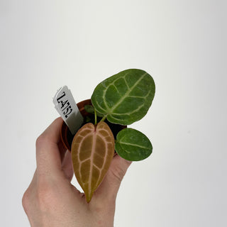 Z-4752 - Anthurium 'Tezula Dreamweaver'/dorayaki x 'Arnold Schwarzenegger' - Seedling