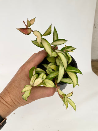 Z-4740 - Hoya lacunosa minara