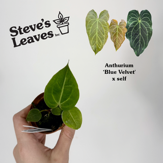Anthurium 'Blue Velvet' x self - 2 Seedlings [#1514]