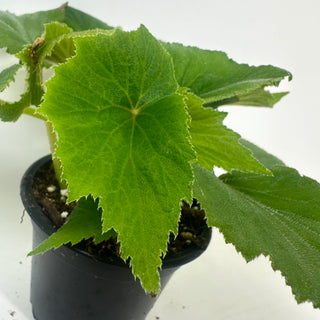 Begonia dipetala [#2118]