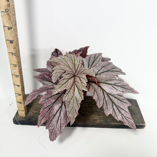 Begonia 'Lamoon' [#2051]