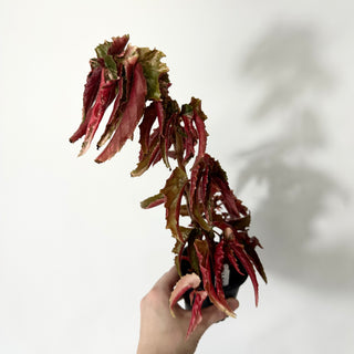 Begonia 'Ginny Galaxy' [#1399]