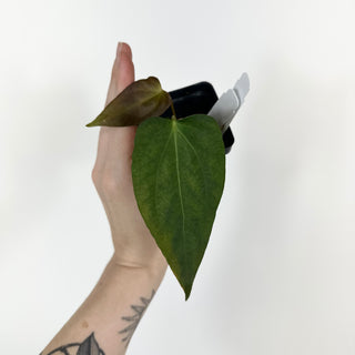 Anthurium 'Prince of Darkness' x indo portillae [#2083]