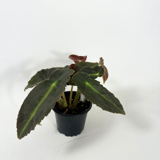 Begonia 'Magdalene Madsen'