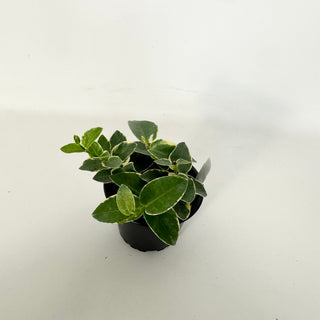 Hoya cumingiana albo-marginata [#2286]