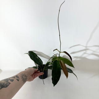 Hoya macgillivrayi [#2140]