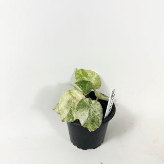 Begonia 'Rouge' [#1913]