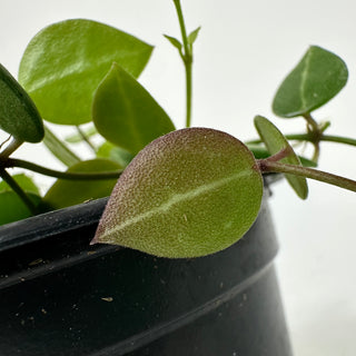 Dischidia "One-Stripe"