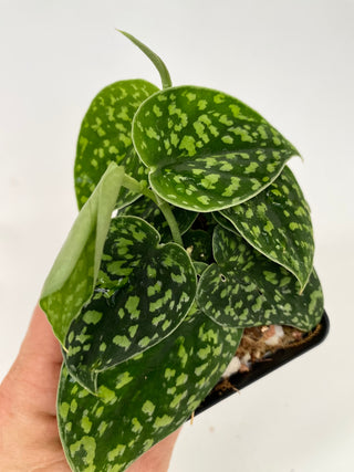 Z-4742 - Scindapsus pictus "Green Form" (Hassk)