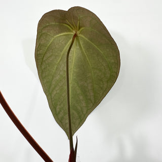 Anthurium magnificum x 'Wuhoo's First Night' [#1348]