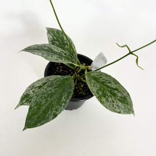 Hoya buotii (variegated) [#2301]