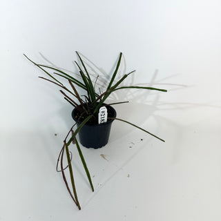 Hoya insularis [#2182]