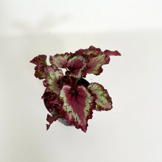 Begonia 'Harmony's Red Star' [#2156]