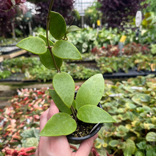Hoya benchaii