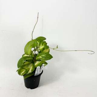 Hoya mindorensis variegata [#2341]