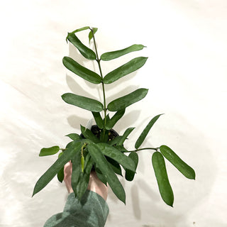 Hoya pandurata