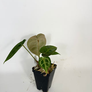Anthurium magnificum/'Silver Blush' x unknown [#2077]