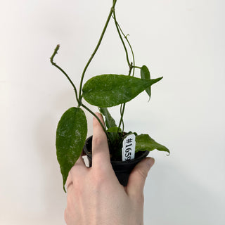 Hoya sangguensis Peninsular Malaysia [#1659]