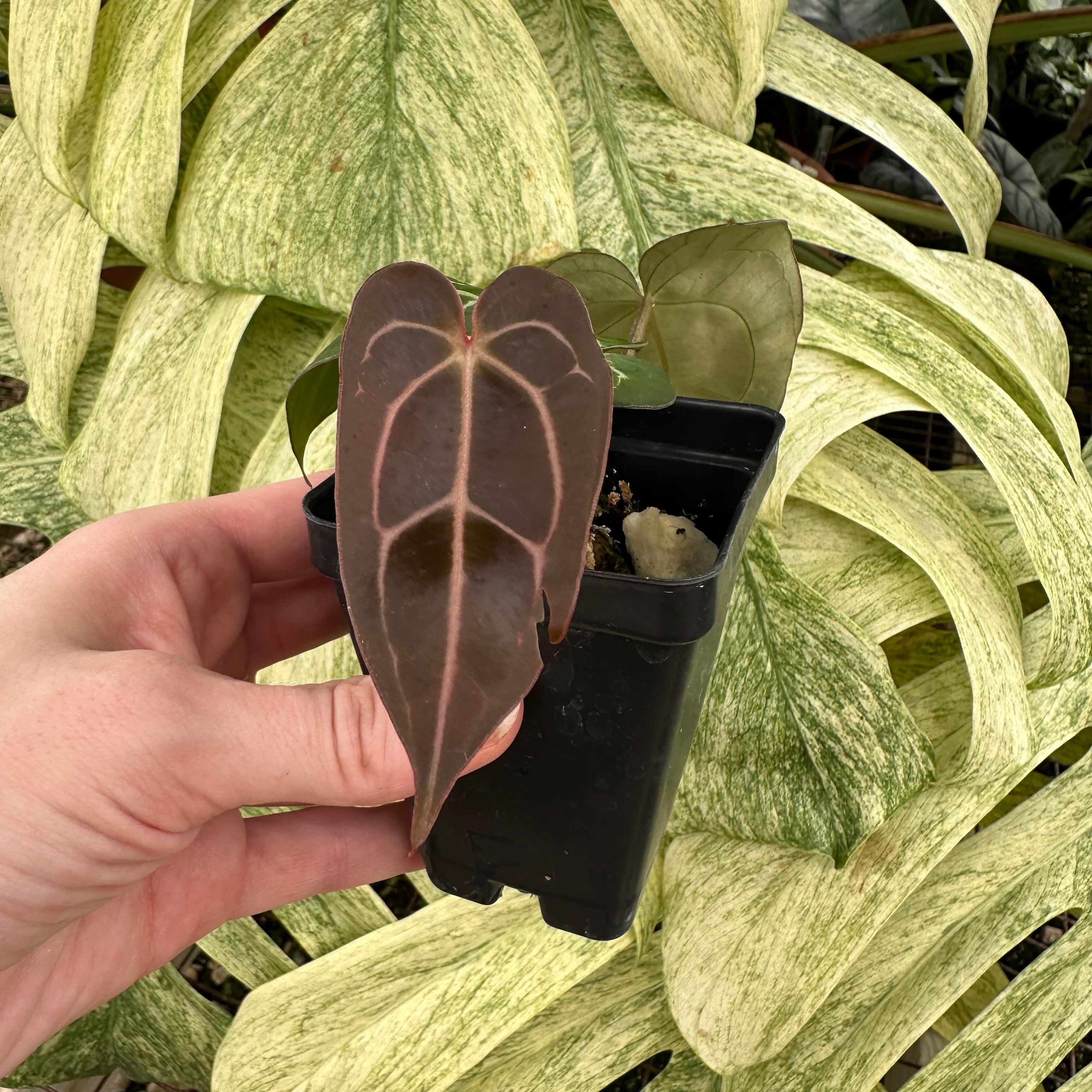 anthurium carlablackiae for sale Anthurium carlablackiae x 'Doc Block F2'