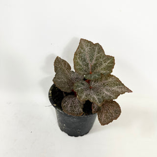 Begonia 'Robin' [#1942]