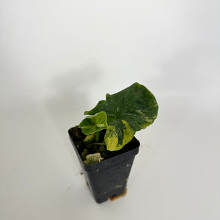 Syngonium wendlandii ‘Scrambled Eggs’ [#2308]