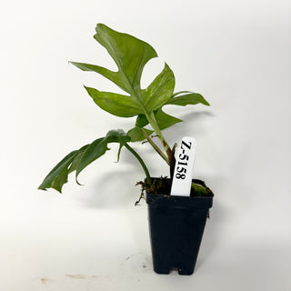 Z-5158 - Rhaphidophora tetrasperma variegata