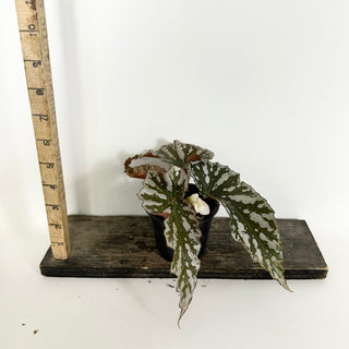 Begonia 'Silver Beauty' [#2312]