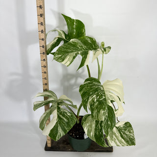 Monstera deliciosa var. borsigiana albo-variegata [#1452]