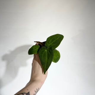Anthurium Wu papillilaminum x 'Arnold Schwarzenegger' [#1787]