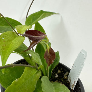 Hoya chloroleuca [#1630]