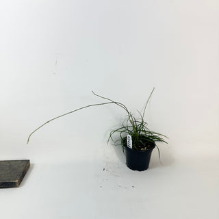 Hoya stenophylla [#2424]