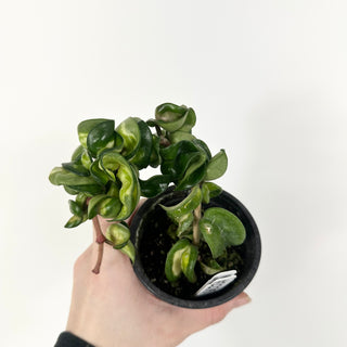 Hoya carnosa compacta 'Mauna Loa' [#2235]