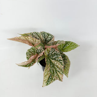 Begonia 'Snow Capped' (Variegated) [#2387]