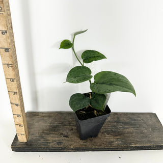 Z-5324 - Scindapsus pictus 'Green Army'