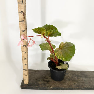 Begonia cucullata (variegated) [#1507]