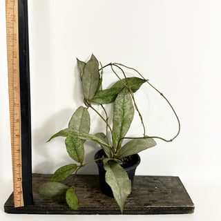 Hoya mitrata (silver) [#2122]