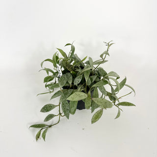 Hoya lacunosa 'Moonlight' [#2226]