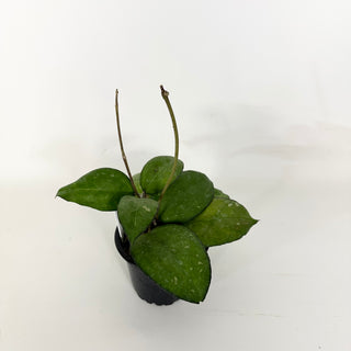 Hoya 'Priktai’ [#2353]