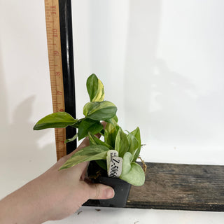 Z-5066 - Scindapsus pictus 'Rubicon'