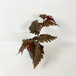 Begonia serratipetala