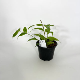 Hoya medusa [#1453]