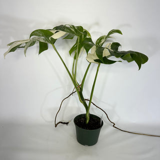 Monstera deliciosa var. borsigiana albo-variegata [#1171]