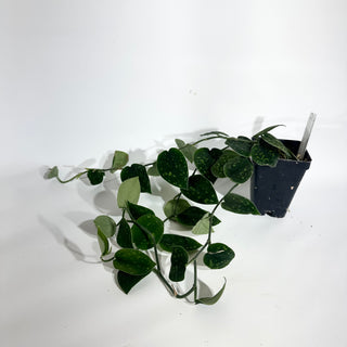 Z-4910 - Scindapsus pictus (Green Form Hassk)