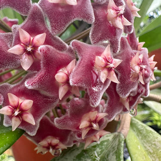 Hoya pubicalyx x carnosa - 6” Hanging Basket