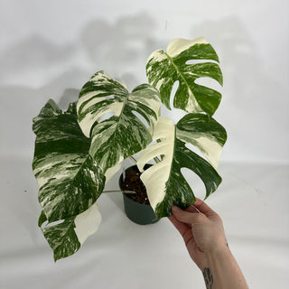 Z-4521 - Monstera deliciosa var. borsigiana albo-variegata