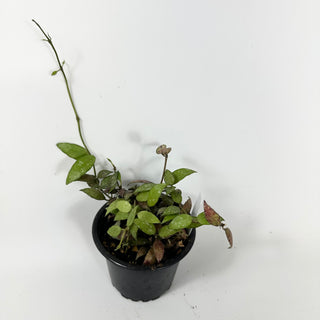 Hoya lacunosa (Durian Perangin)