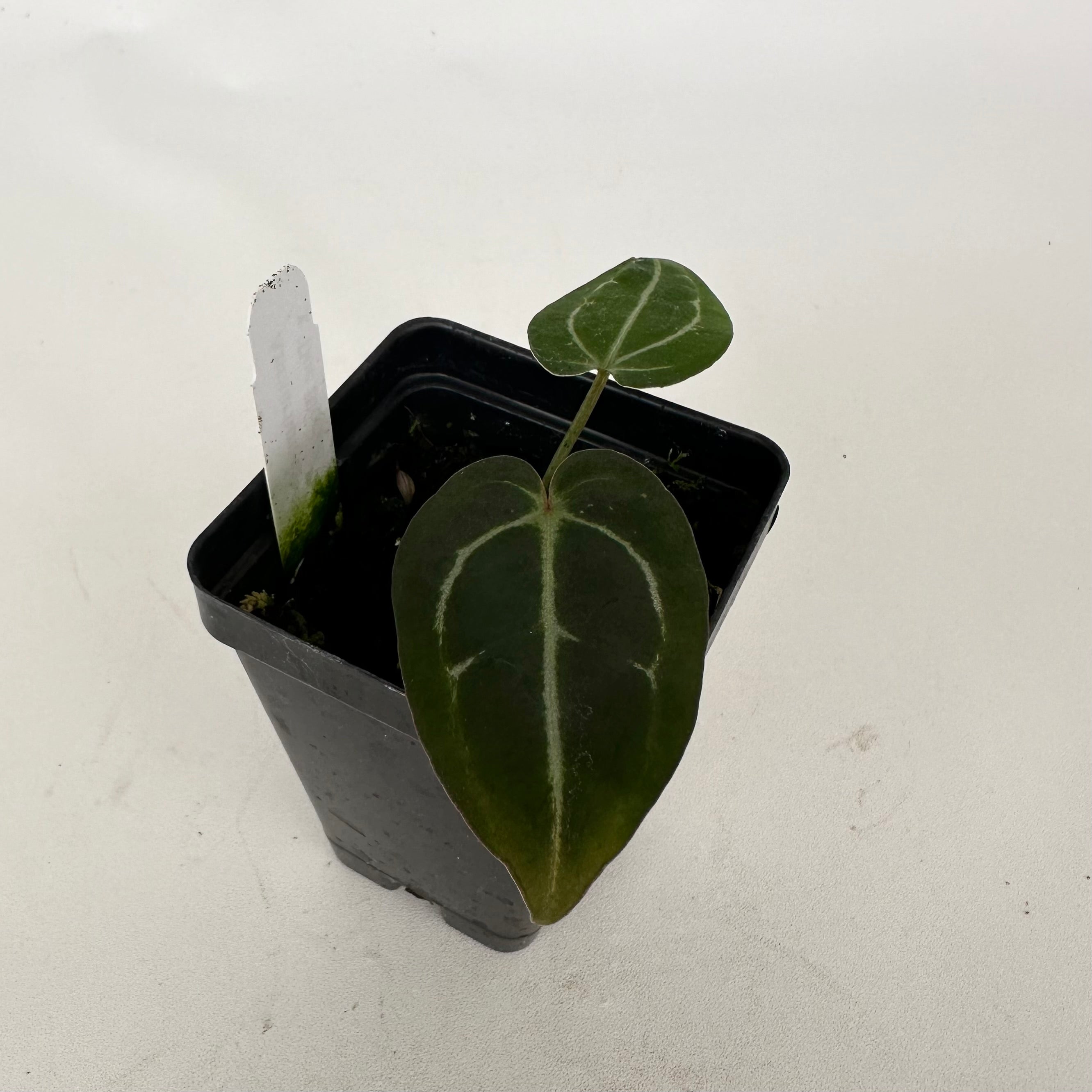 anthurium doc bloc Anthurium carlablackiae x 'Doc Block F2'